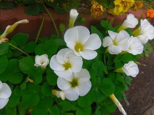 ガーデニング 花とふれあう楽しい生活 ３月初旬の花 オキザリス