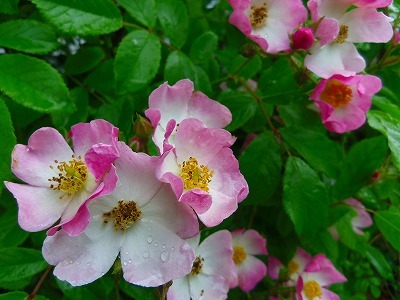 ガーデニング 花とふれあう楽しい生活 つるバラ バレリーナ満開 大失敗の剪定後