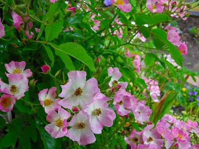 ガーデニング 花とふれあう楽しい生活 つるバラ バレリーナ満開 大失敗の剪定後